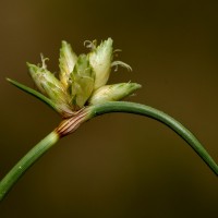 Cyperus arenarius Retz.